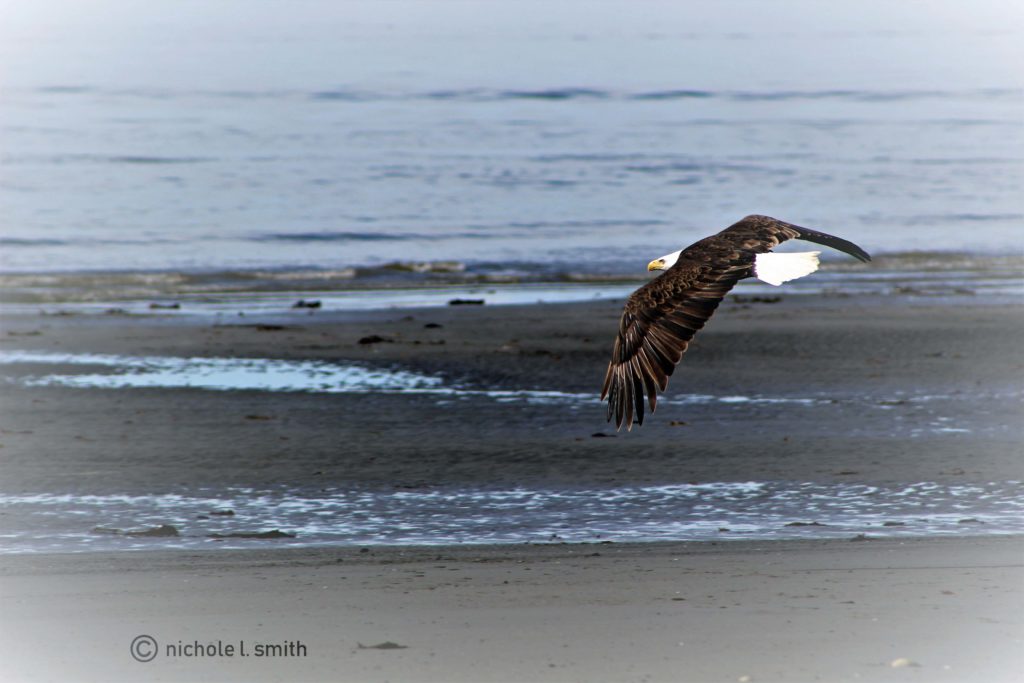 soul work_eagle in flight