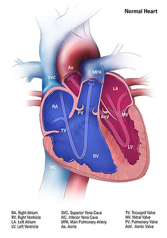 Normal Heart image via CDC