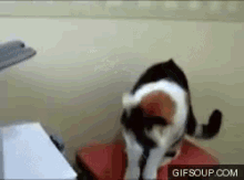 Animated image of a cat swiping at the paper going into a printer.
